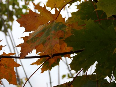 Autumn golden polish autumn colored photo