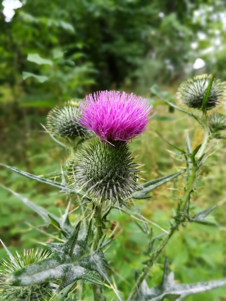 Flower summer thistle