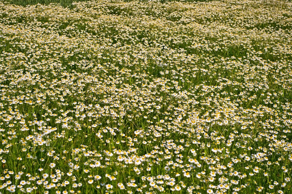 Medicinal plant healthy camomile field