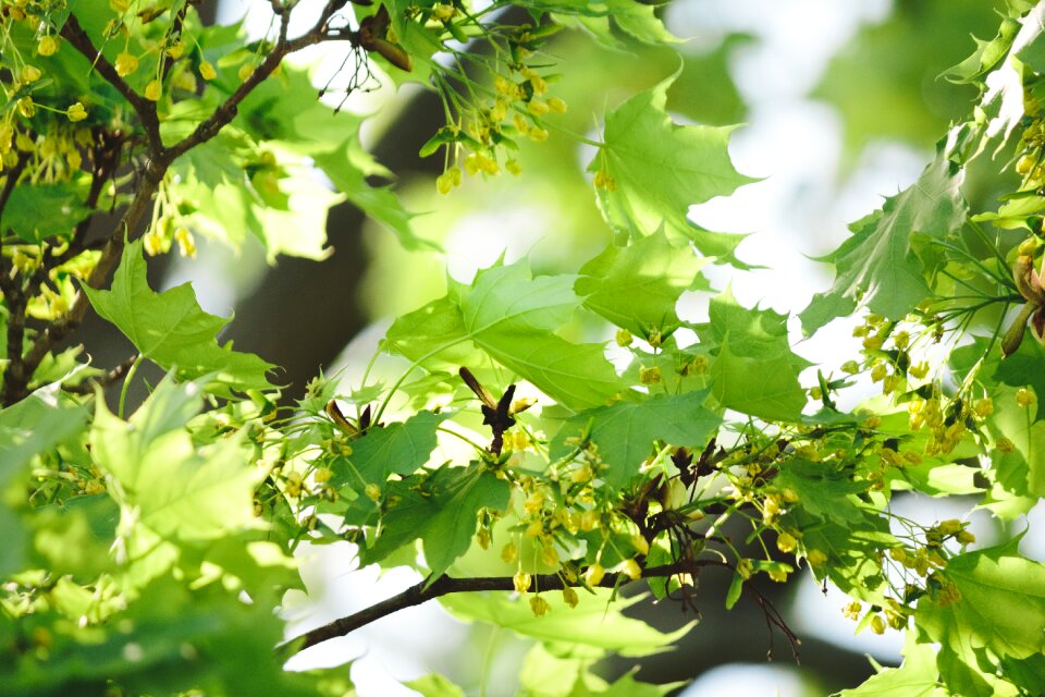 Plant tree maple photo