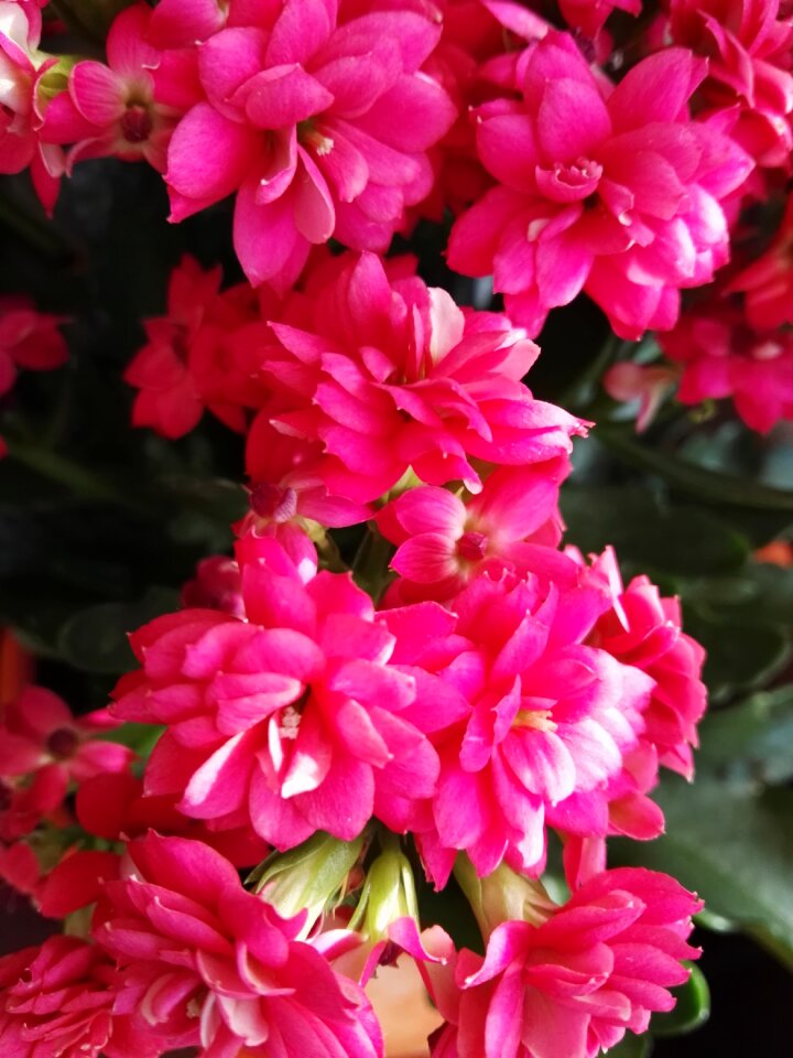 Red plants petals