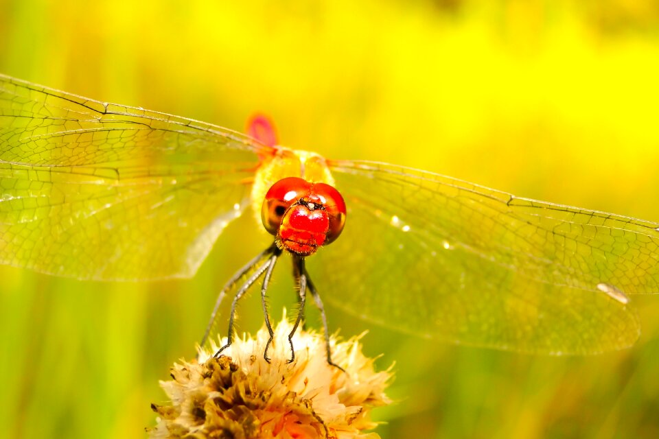Insect animals nature