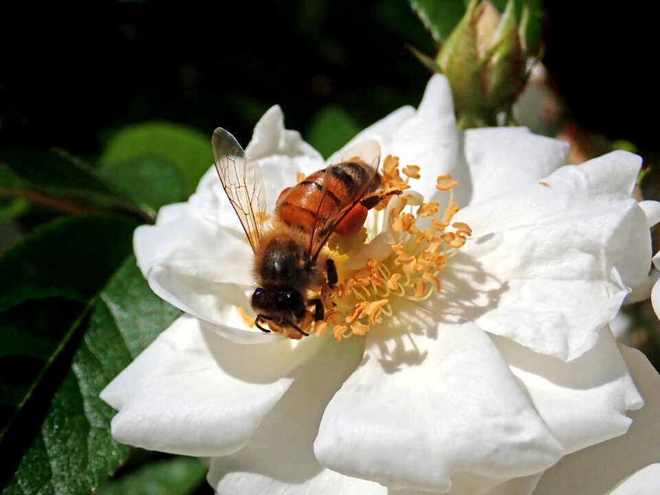 Rose flower garden