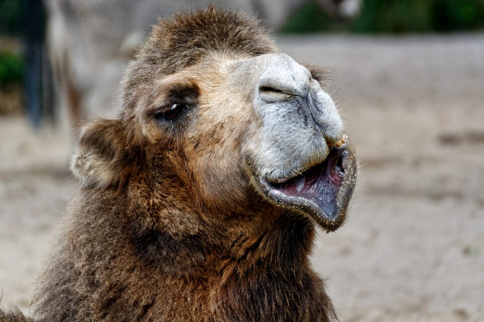 World animal day camel portrait