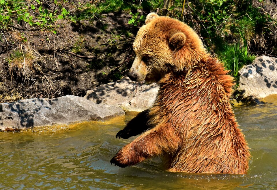 Wild animal furry dangerous