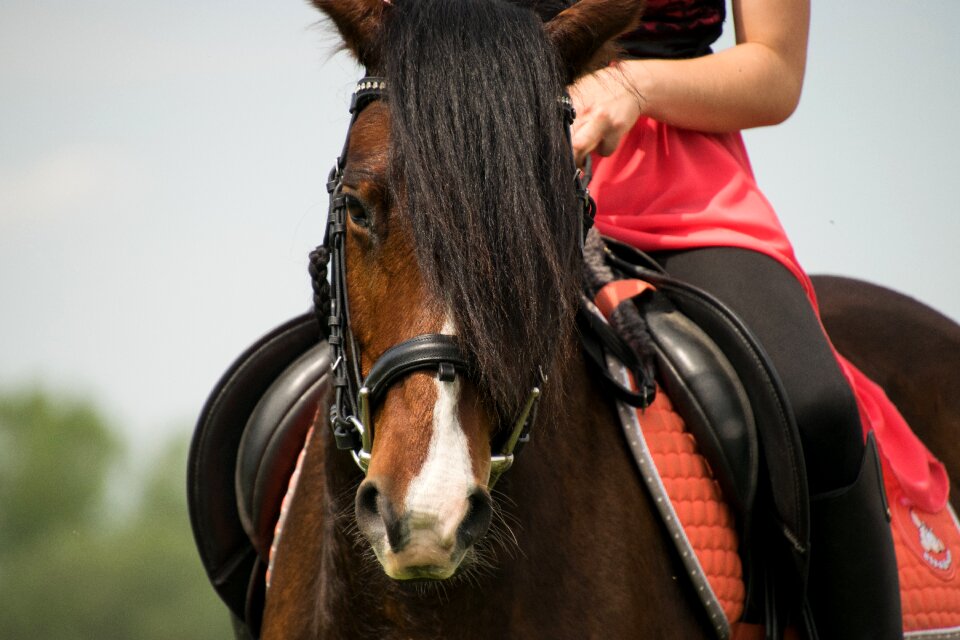 Horsewoman pink brown