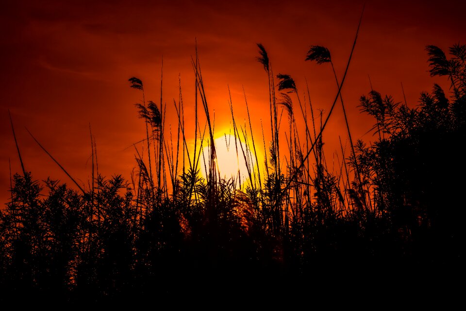 Silhouette evening nature