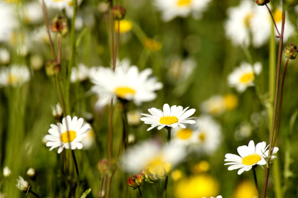 Green white bloom photo