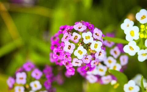Flowers bright close up photo