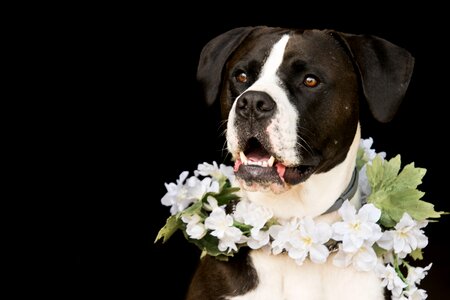 Floral wreath flowers white