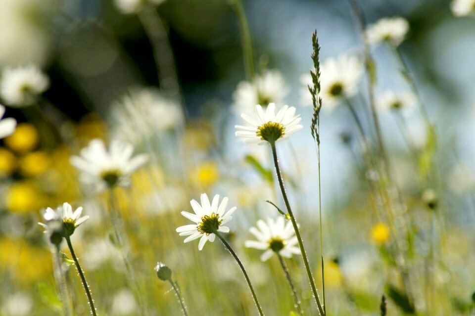Flower marguerite plant