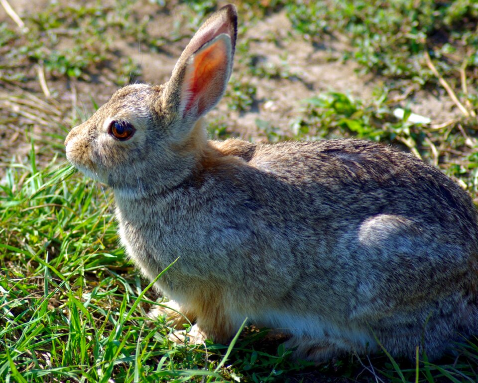 Bunny animal wildlife