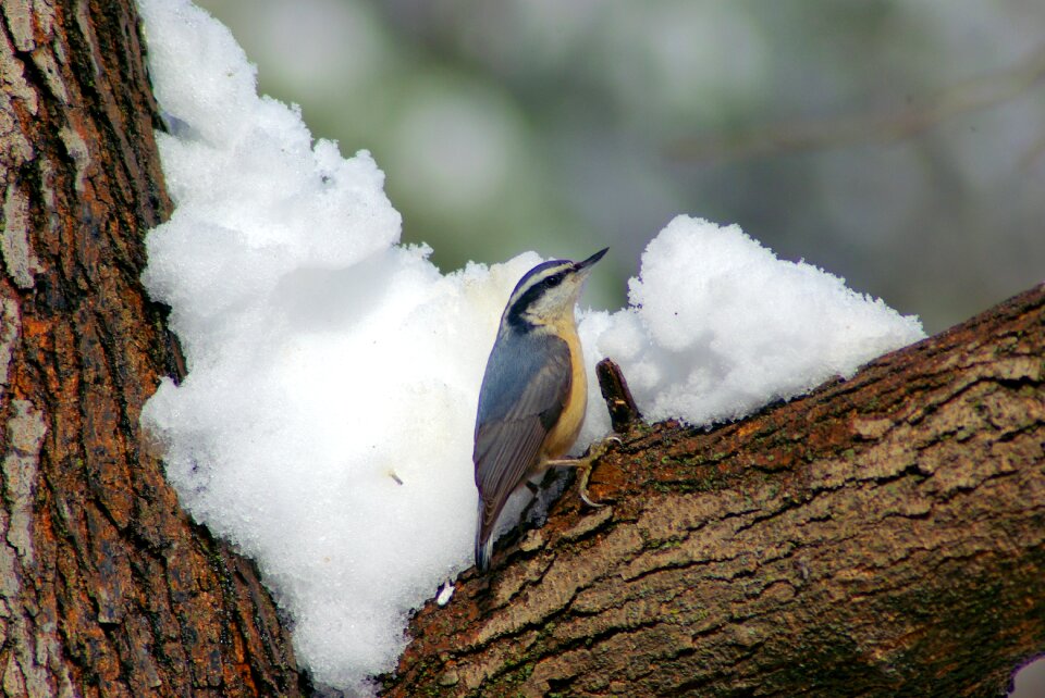 Bird ozarks arkansas