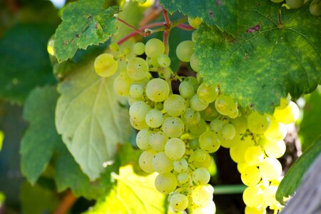 Grape foliage wine