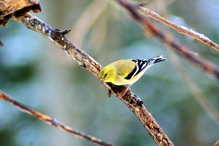 Feathers yellow plumage photo