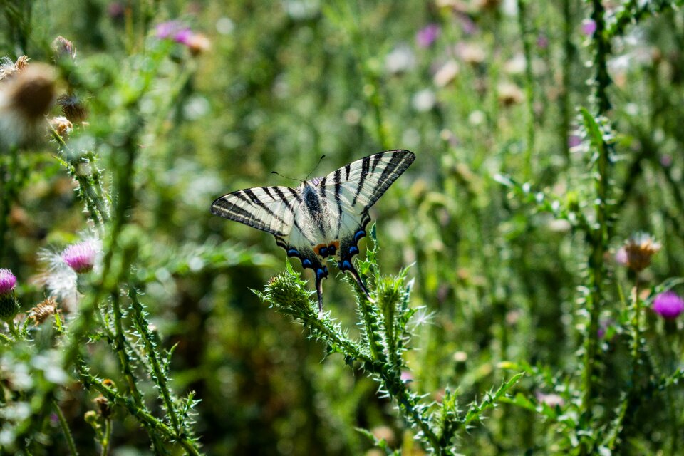 Butterfly wings nature