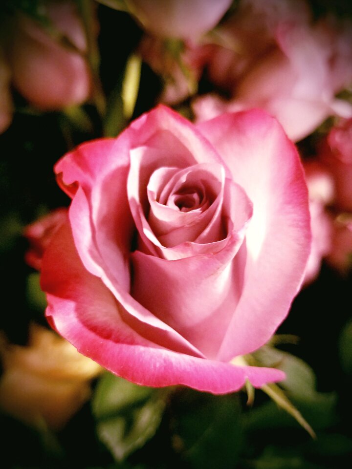 Bloom blossom nature