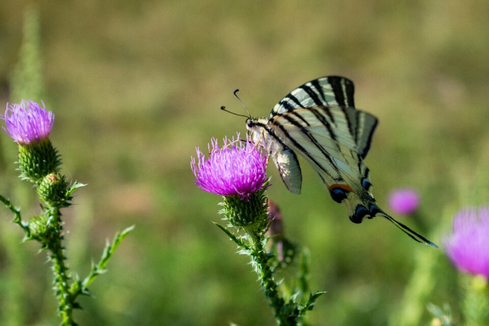 Butterfly flower wing