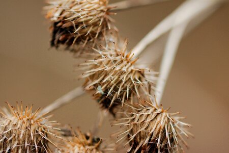 Barbed sharp dry