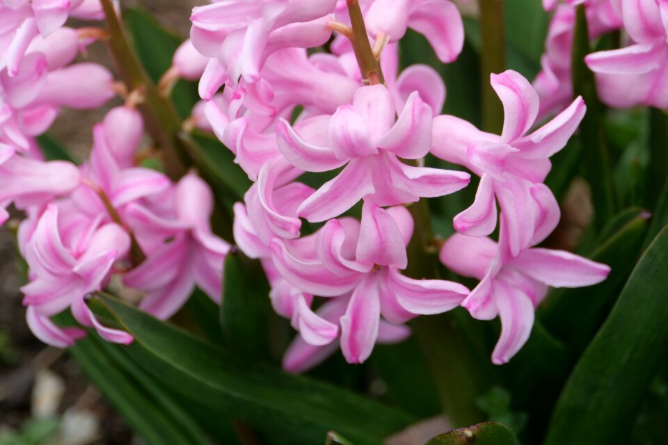 Flower flora nature