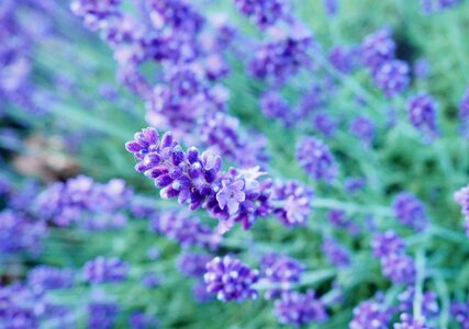 Lavender flower purple photo