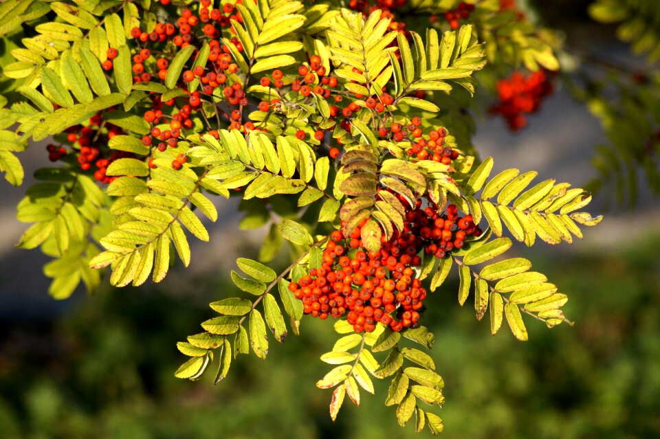 Leaves harvest rustic