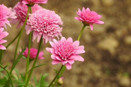 Pink flower nature closeup photo
