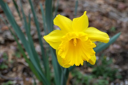 Nature flora flower photo