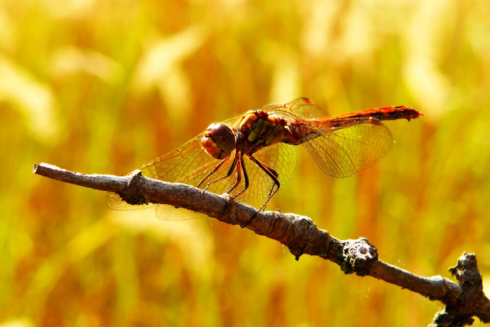Dragonflies różnoskrzydłe animals nature