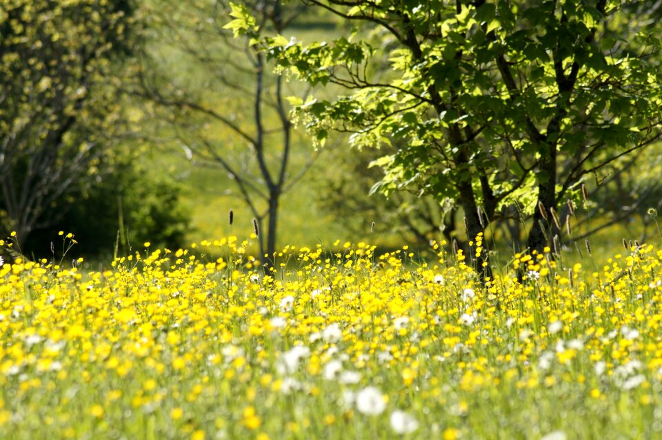 Hahnenfußgewächs yellow flowers