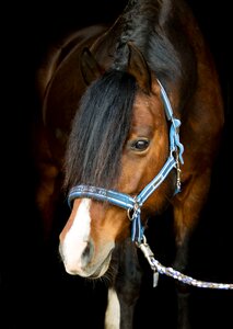 Brown portrait animal photo