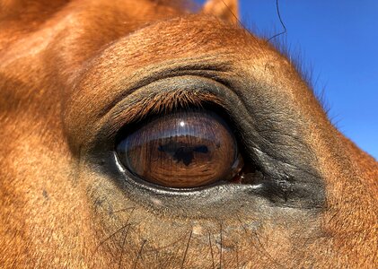 Reflection eyelashes brown
