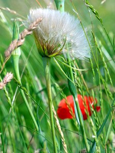 Country spring botany