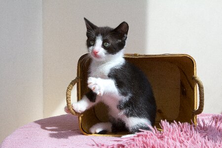 Pet cat animals