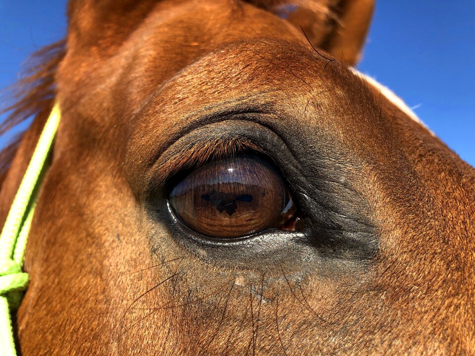 Reflection eyelashes brown