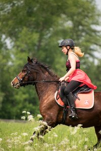 Animal horse reiter photo