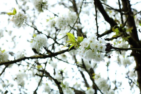 Spring white blossoms nature