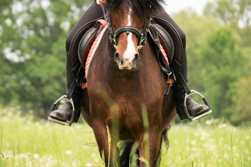 Stirrup horsewoman pony