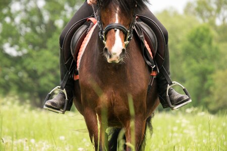 Stirrup horsewoman pony