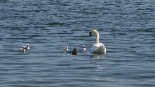 Young swan baby swan swan family photo