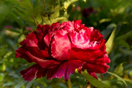 Plant flower garden