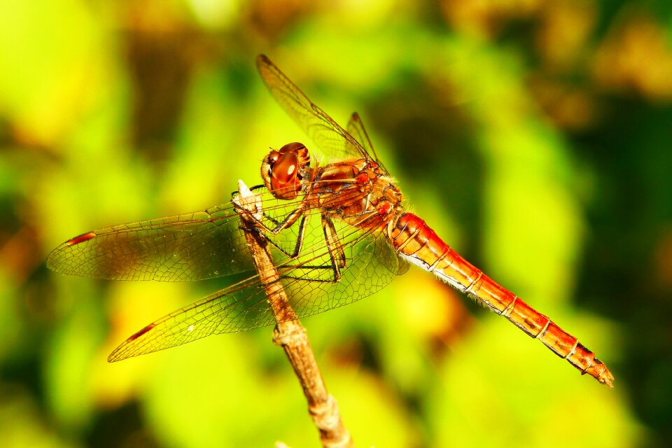 Dragonflies różnoskrzydłe animals nature