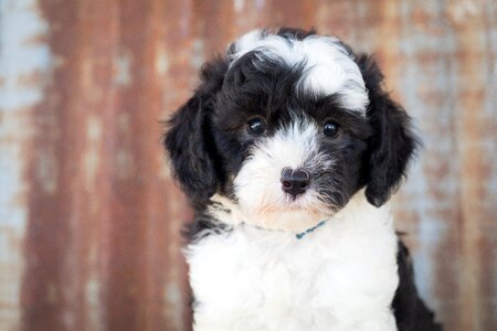 Animal cute cute animal