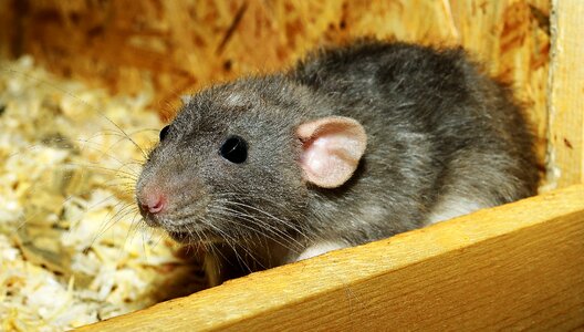 Rodent pet cute photo