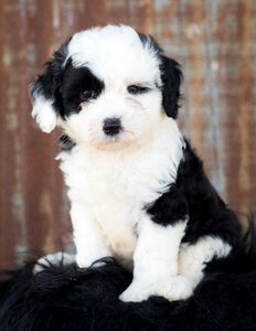 Animal cute cute animal