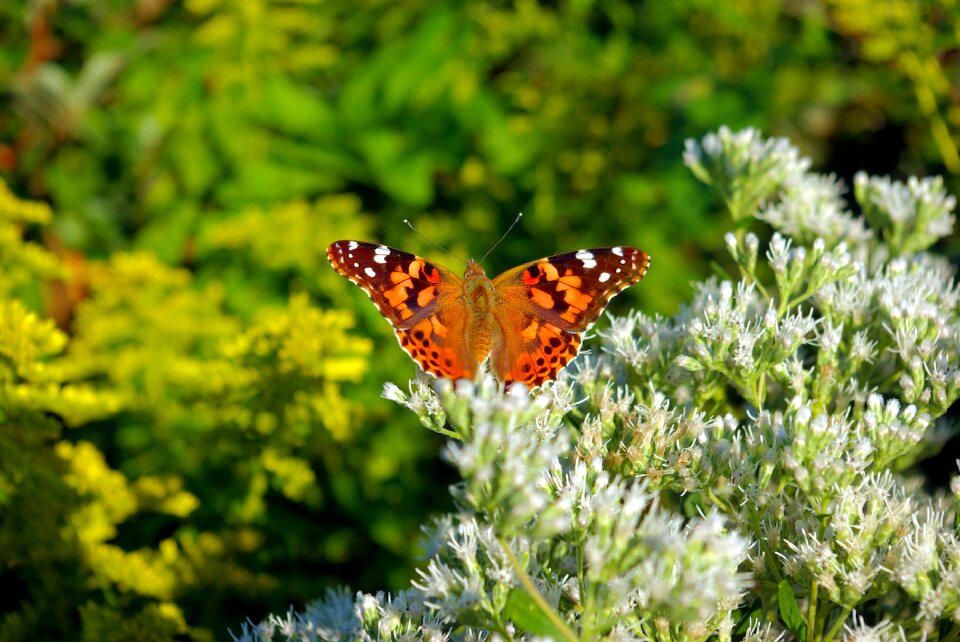 American painted lady painted lady insect photo