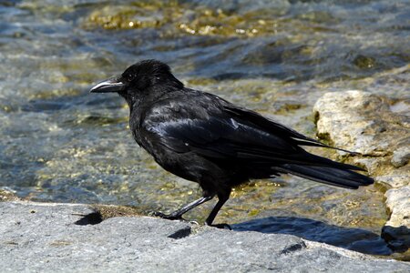 Crow black animal world