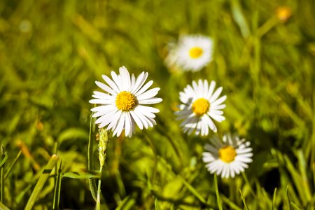 Summer spring bloom