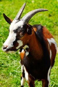 Animal nature farm