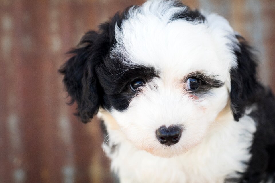 Animal cute cute animal